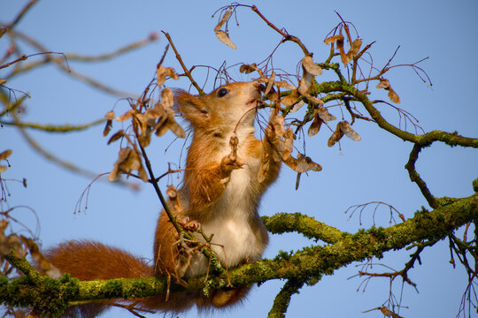 Red squirrel reaching for maple seeds on branch
