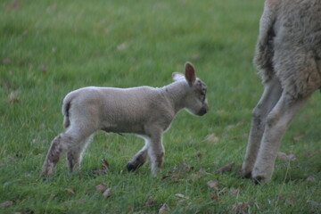Obraz premium Young lamb grazing on fresh green grass in a quiet rural pasture. Peaceful countryside farming scene featuring a small white lamb in an open field.