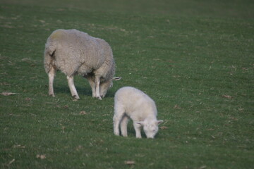 Obraz premium Young lamb grazing on fresh green grass in a quiet rural pasture. Peaceful countryside farming scene featuring a small white lamb in an open field.