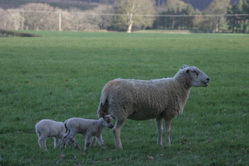 Fototapeta premium Sheep ewe standing in a green rural pasture with two young lambs nursing beside her. Peaceful countryside farming scene showing maternal care and springtime livestock in a natural grass field.