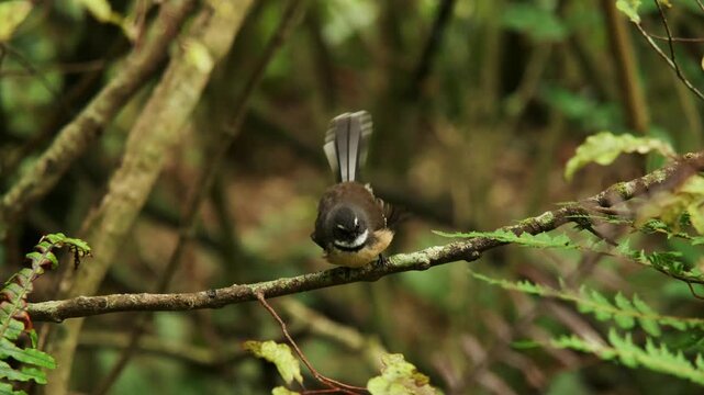 New Zealand Fantail (Pīwakawaka) perched on branch in native forest, Peel Forest Park, New Zealand