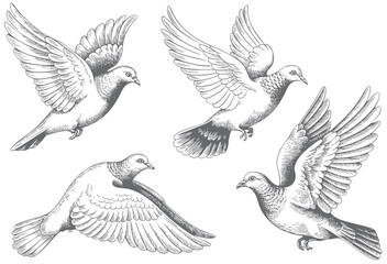 Vintage pigeon engraving illustration with detailed feather line art. Retro pigeon bird drawing with intricate feather engraving details. © Artverza