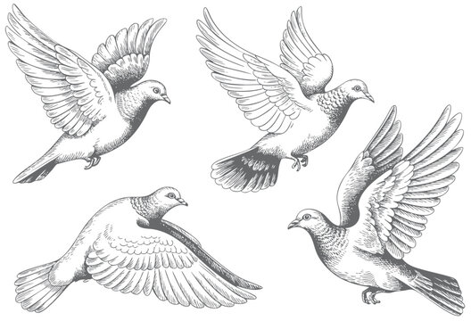 Vintage pigeon engraving illustration with detailed feather line art. Retro pigeon bird drawing with intricate feather engraving details.