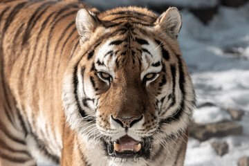 Obraz premium Close-up of a Bengal tiger with striking orange and black stripes, showcasing its intense gaze and whiskers, set against a snowy background with blurred natural elements