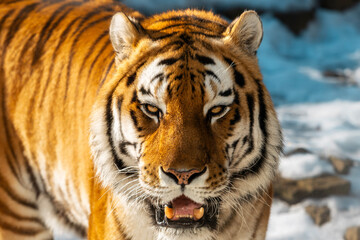 Obraz premium Close-up of a Bengal tiger with striking orange and black stripes, showcasing its powerful build and intense gaze, standing on snow-covered ground in a natural habitat setting