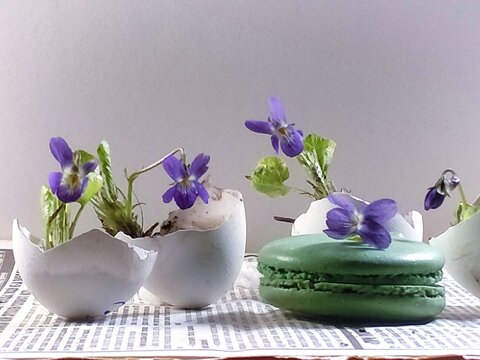 easter still life with a purple violets in eggshells near macaroons