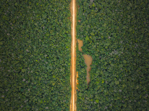 Floresta Amaz&ocirc;nica