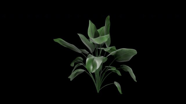strelitzia nicolai plant swaying in summer wind, realistic animation with transparent background and alpha channel in 4k