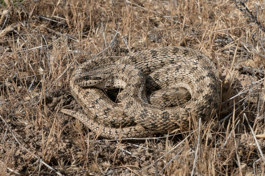 Steppe rat snake (Elaphe dione) swallowed a jerboa (Dipodidae sp.) in natural desert habitats, Betpak-Dala desert, Southern Kazakhstan