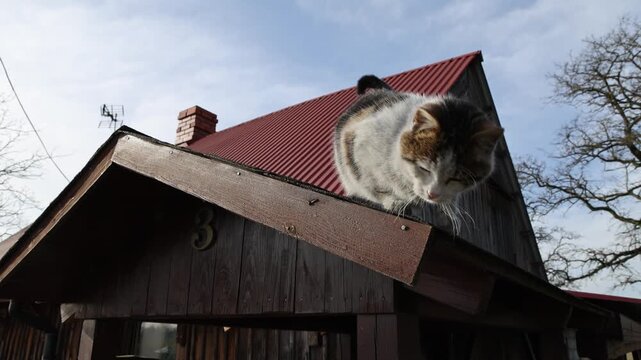 Fluffy calico cat sitting on the edge of a wooden roof of a country house with red metal tiles under a clear blue sky. Video 4k