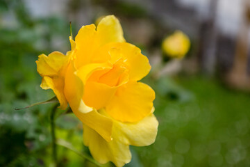 Obraz premium Sunlight Glowing Through a Bright Yellow Rose in a Spring Garden