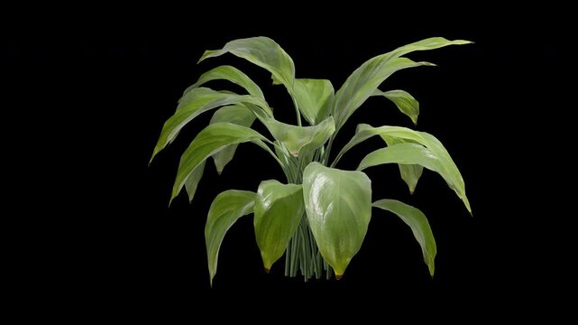 spathiphyllum plant A swaying in summer wind, realistic animation with transparent background and alpha channel in 4k