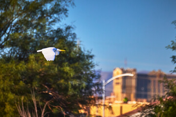 Snowy Egret Flying in Urban Nature Setting with Green Foliage and Cityscape