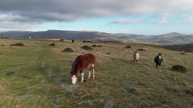 Welsh ponies in the hills - national park area