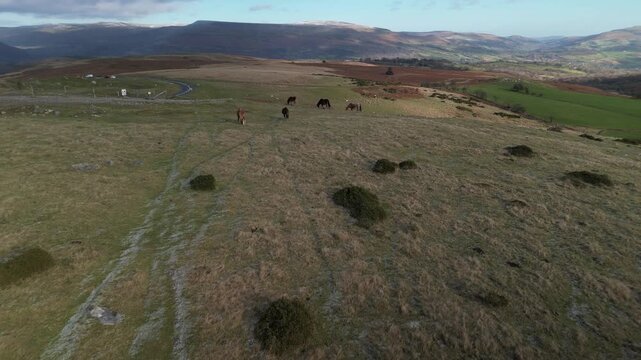 Welsh ponies in the hills - national park area