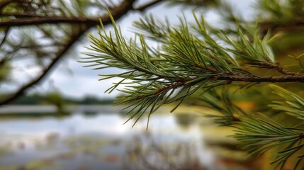 Naklejka premium Close-Up View of Fresh Pine Tree Needles Against a Softly Blurred Natural Landscape Background