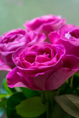 Obraz premium Pink rose flowers blooming in soft focus garden light with layered petals forming a romantic floral cluster