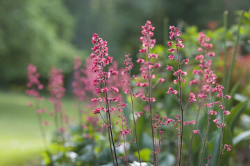 Fototapeta premium Colorful flowers Heuchera bloom in a serene garden setting during the afternoon in spring