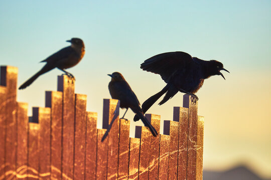 Grackles Perched on Wooden Fence at Sunset in Henderson Bird Viewing Preserve