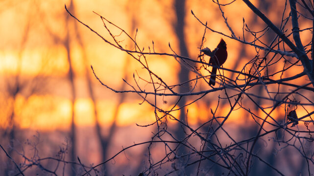 Silhouette of Northern cardinal (Cardinalis cardinalis) perched in tree at dawn