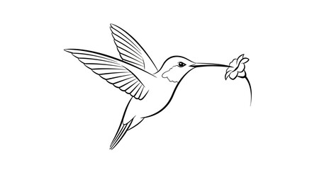 Fototapeta premium Elegant black and white line art drawing of a hummingbird hovering and drinking nectar from a delicate flower, minimalist bird illustration