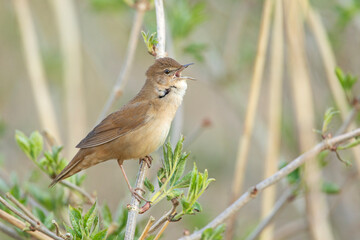 Brzęczka (Locustella luscinioides) © Grzegorz