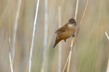 Brzęczka (Locustella luscinioides) © Grzegorz
