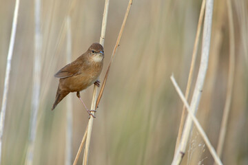 Brzęczka (Locustella luscinioides) © Grzegorz