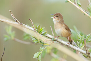 Brzęczka (Locustella luscinioides) © Grzegorz