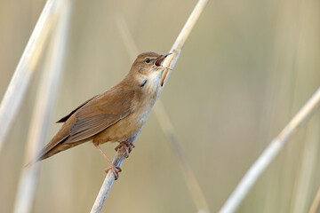 Brzęczka (Locustella luscinioides) © Grzegorz
