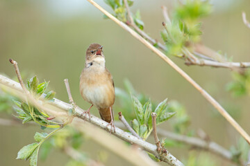 Brzęczka (Locustella luscinioides) © Grzegorz
