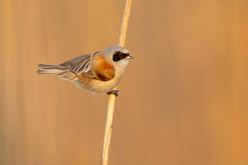 Remiz (Remiz pendulinus)  © Grzegorz