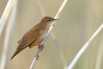 Brzęczka (Locustella luscinioides) © Grzegorz