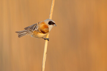Remiz (Remiz pendulinus)  © Grzegorz
