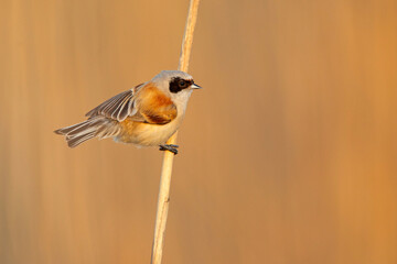 Remiz (Remiz pendulinus)  © Grzegorz
