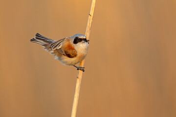 Remiz (Remiz pendulinus)  © Grzegorz