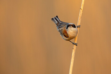 Remiz (Remiz pendulinus)  © Grzegorz