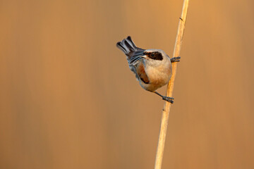 Remiz (Remiz pendulinus)  © Grzegorz