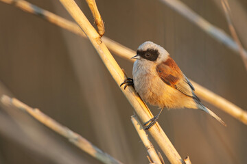 Remiz (Remiz pendulinus)  © Grzegorz