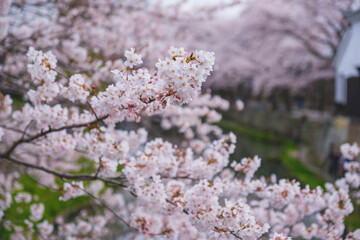 八幡堀、美しい桜が咲き誇る時代劇のロケ地にも頻繁に使用される歴史的なスポット、滋賀、日本 © shun