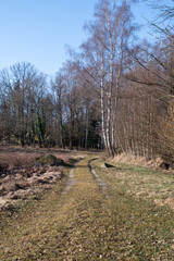 path in the woodlands for trecking or hiking in springtime