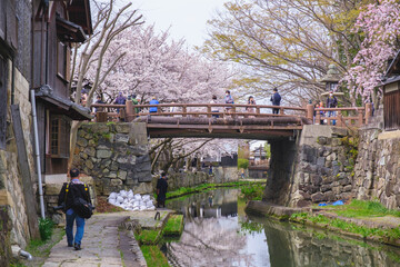 Fototapeta premium 八幡堀、美しい桜が咲き誇る時代劇のロケ地にも頻繁に使用される歴史的なスポット、滋賀、日本