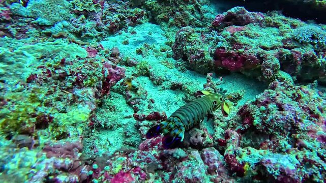 Peacock Mantis Shrimp Walking Across Coral Reef Seafloor