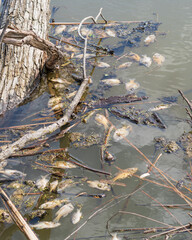 Large number of dead fish floating on the surface of murky swamp water © cb.outside