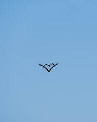 Obraz premium Juvenile American herring gull (Larus argentatus smithsonianus) pursuing a bald eagle (Haliaeetus leucocephalus) against an open blue sky