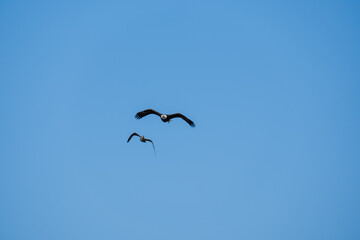 Juvenile American herring gull (Larus argentatus smithsonianus) pursuing a bald eagle (Haliaeetus leucocephalus) against an open blue sky
