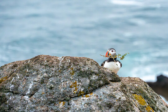 Common puffin, fratercula arctica, standing on a rock with a tree twig in beak, nesting material for the burrow