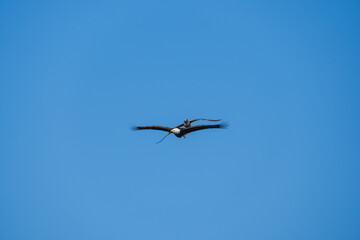 Fototapeta premium Juvenile American herring gull (Larus argentatus smithsonianus) pursuing a bald eagle (Haliaeetus leucocephalus) against an open blue sky