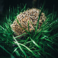 Close up of a wild hedgehog hiding in thick green grass in the garden at night © onphotoua