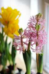 Fototapeta premium Pink Hyacinths and Yellow Tulips by Window. Bright spring blossoms of pink hyacinths and yellow tulips blooming on the windowsill. Pink hyacinths close up